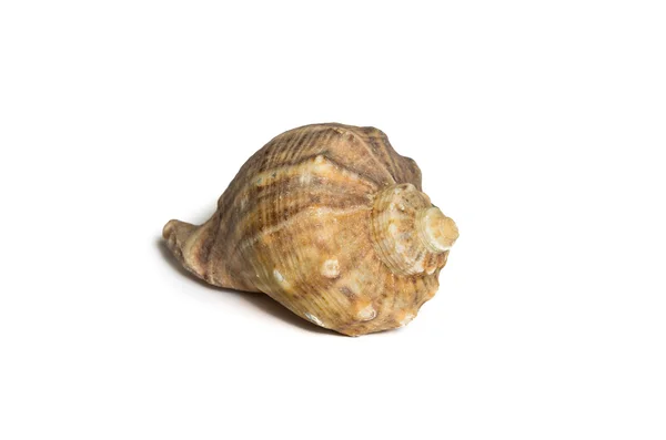 Ізольована seashell — стокове фото