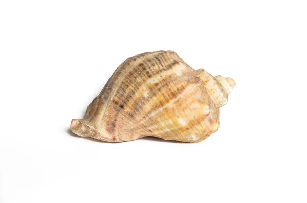 izole deniz kabuğu