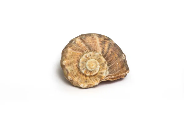 Coquille isolée — Photo