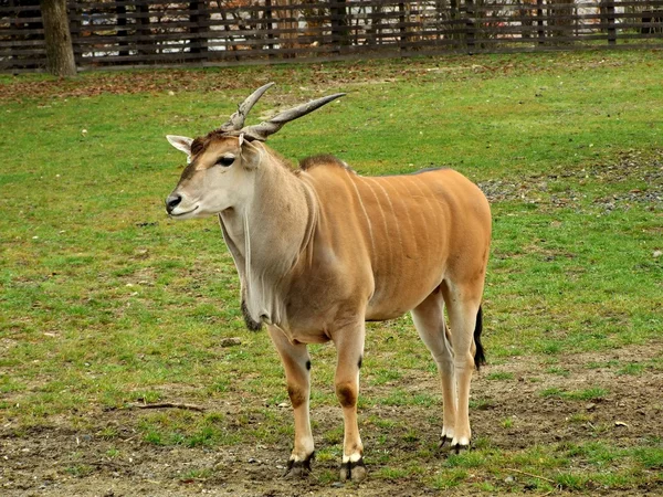 Vanlig Eland (Taurotragus oryx)) Royaltyfria Stockfoton