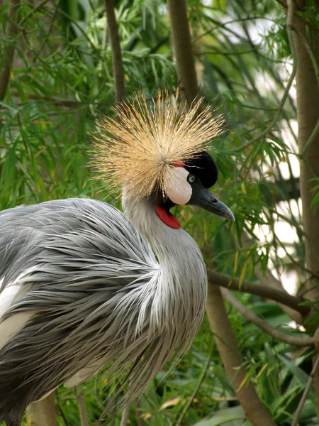 Grey Crowned Crane — Stock Photo, Image