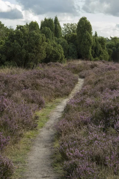 Heather alan Hoge Veluwe (Hollanda içinde)