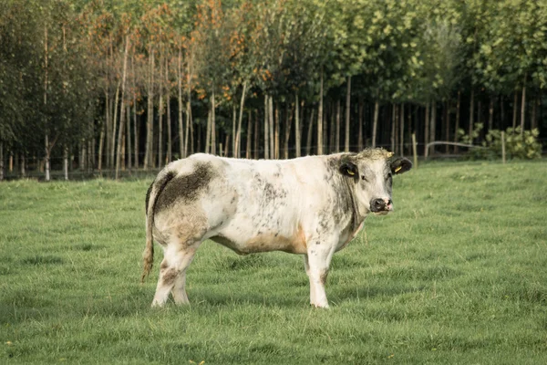 Toro blanco y negro —  Fotos de Stock