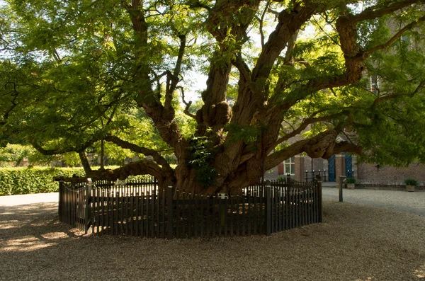 Antiguo árbol de langosta negro — Foto de Stock