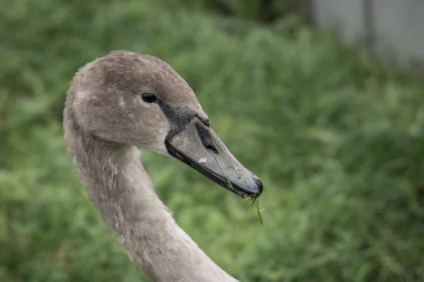 Young swan — Stock Photo, Image