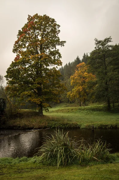 Mlha strom — Stock fotografie