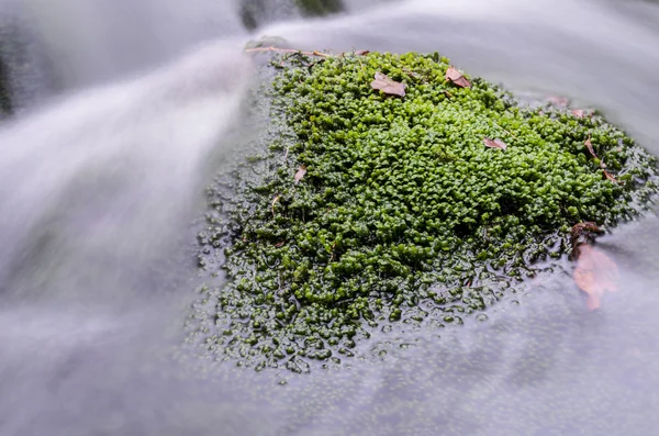 Rapids na Izerskie — Zdjęcie stockowe