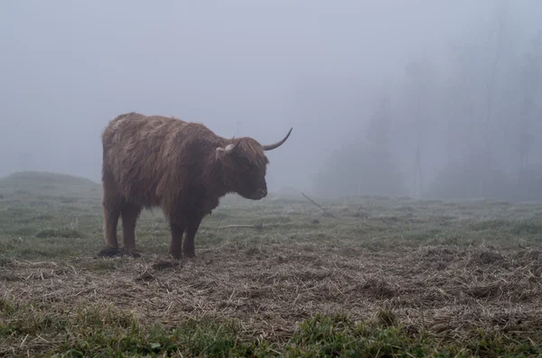 Toro montañés —  Fotos de Stock