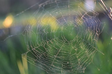 Güzel örümcek ağı ilkbaharda güneşte