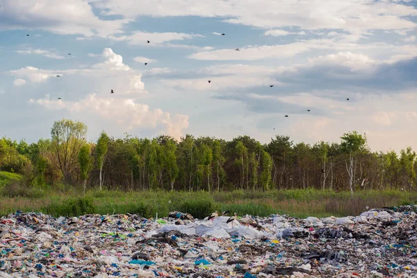 Grande Lixeira Contra Pano Fundo Floresta Aterro Polui Meio Ambiente — Fotografia de Stock