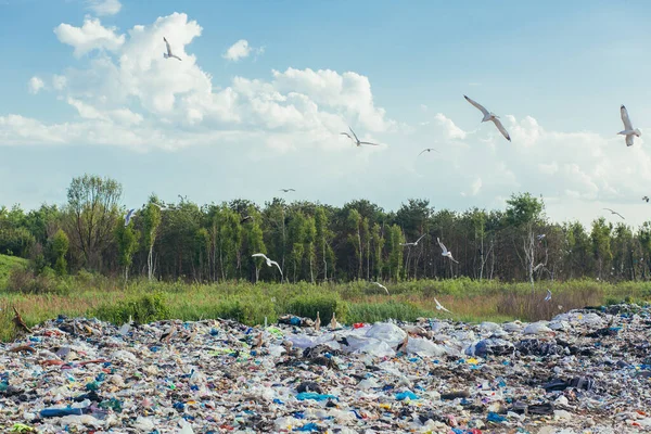 Grande Lixeira Contra Pano Fundo Floresta Aterro Polui Meio Ambiente — Fotografia de Stock