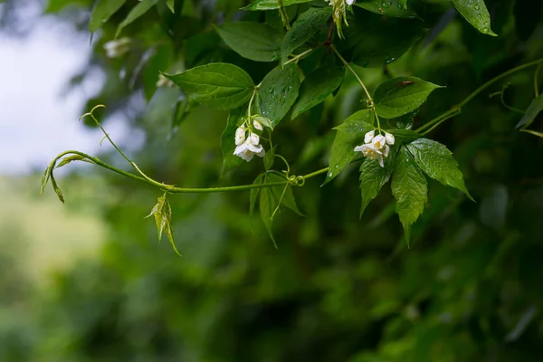 후푸른 자스민 나뭇가지 — 스톡 사진