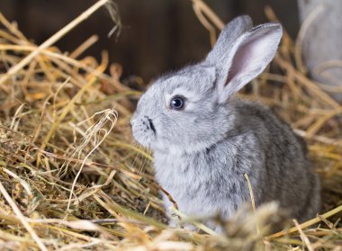 Gri tavşan kuru ot (saman)