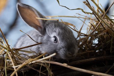 Gri tavşan kuru ot (saman)