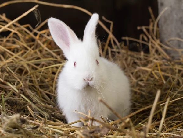 Güzel beyaz tavşan kuru ot (saman ')