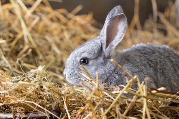 Gri tavşan kuru ot (saman)