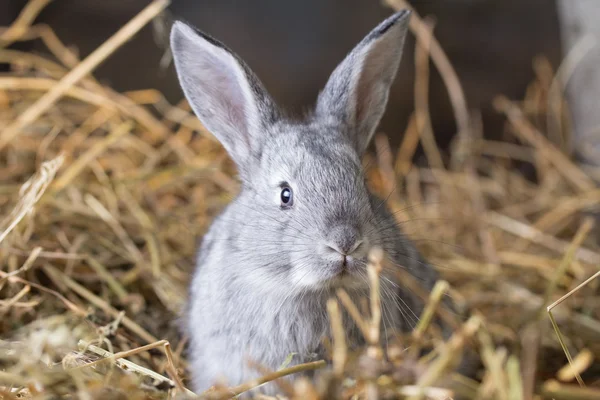 마른 잔디 (밀 짚에 회색 토끼) — 스톡 사진