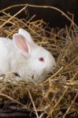 Güzel beyaz tavşan kuru ot (saman ')