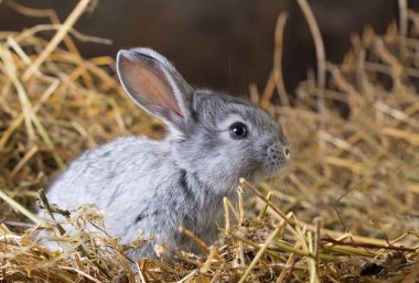 Gri tavşan kuru ot (saman)