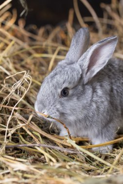 Gri tavşan kuru ot (saman)