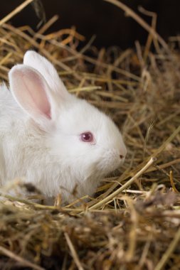 Güzel beyaz tavşan kuru ot (saman ')