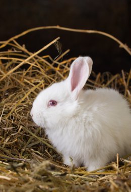 Güzel beyaz tavşan kuru ot (saman ')
