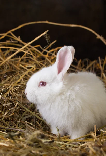 Güzel beyaz tavşan kuru ot (saman ')