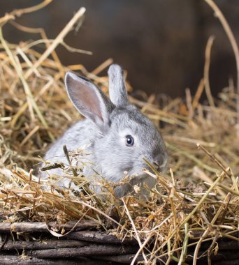 Gri tavşan kuru ot (saman)