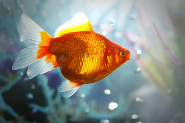 Fish in aquarium — Stock Photo, Image