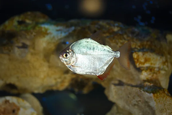 Pesci in acquario — Foto Stock