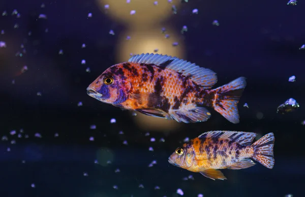 Pequenos peixes no aquário — Fotografia de Stock