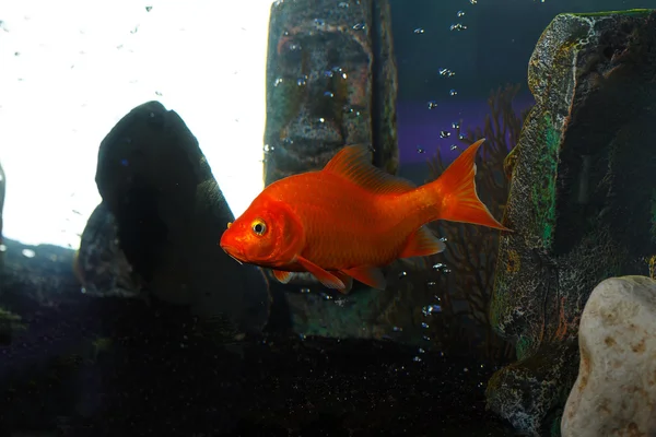 Little fish in aquarium — Stock Photo, Image