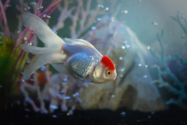 Little fish in aquarium — Stock Photo, Image