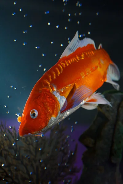 Little fish in aquarium — Stock Photo, Image