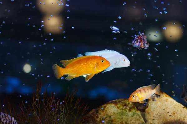 Little fish in aquarium — Stock Photo, Image