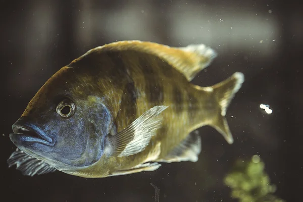 Fish in aquarium — Stock Photo, Image