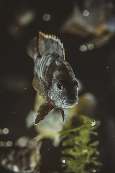 Sushi. — Fotografia de Stock