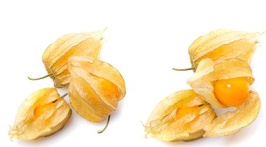 Physalis
