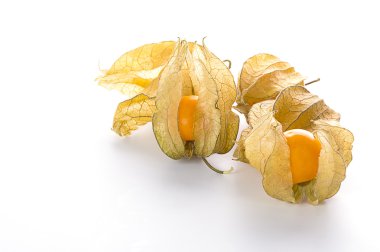 Physalis