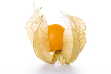 Physalis