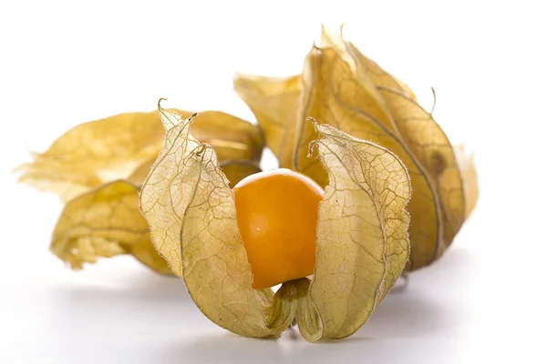 Physalis — Stock fotografie