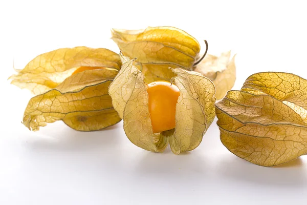 Physalis — Stock fotografie