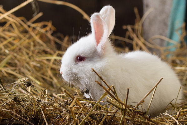 Rabbit on Dry Grass