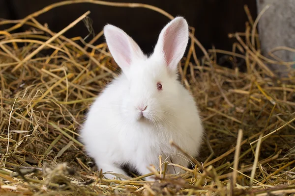 Rabbit on Dry Grass — Stock Photo, Image