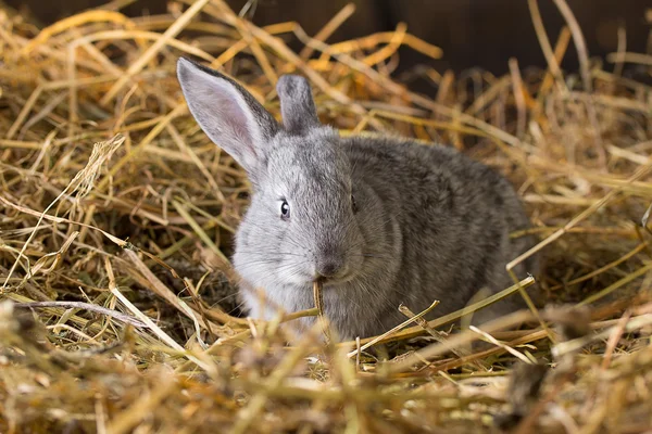 Кролик на сухом пайке — стоковое фото