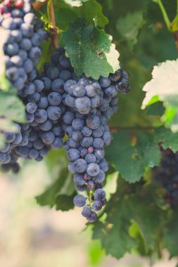 Asma yapraklı mor kırmızı üzümler. taze meyve