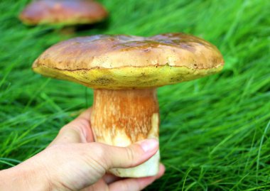 Büyük beyaz mantar, yeşil arka planda, bir kadının elinde..