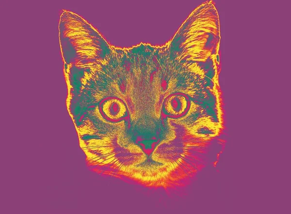 Gato Colorido Bonito Olha Para Câmera Lente Efeito Termovisor — Fotografia de Stock