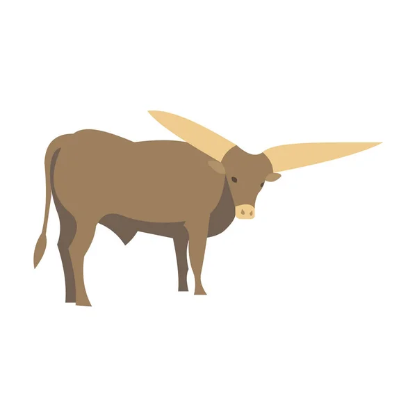 Bull Watussi African Největší Rohy Světě Posvátné Zvíře Bos Taurus — Stock fotografie