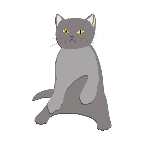 Cute Little Gray Kitten Sits Its Hind Legs White Background — Stock Photo, Image